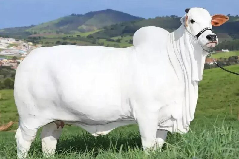 ExpoZebu movimenta milhões com genética e leilões no Brasil