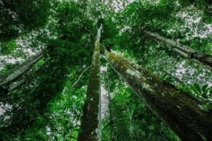 Leilão de Florestas na Amazônia Promove Gestão Sustentável e Bioeconomia