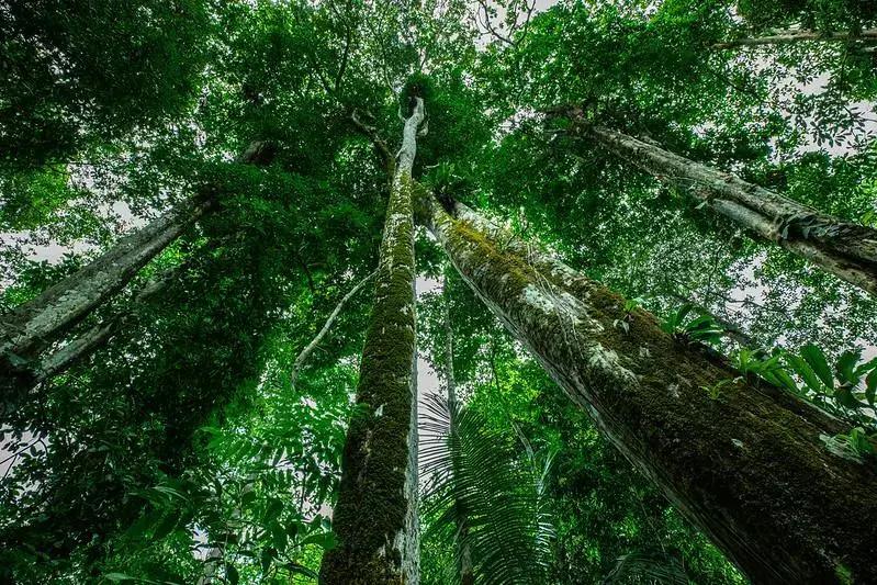 Leilão de Florestas na Amazônia Promove Gestão Sustentável e Bioeconomia
