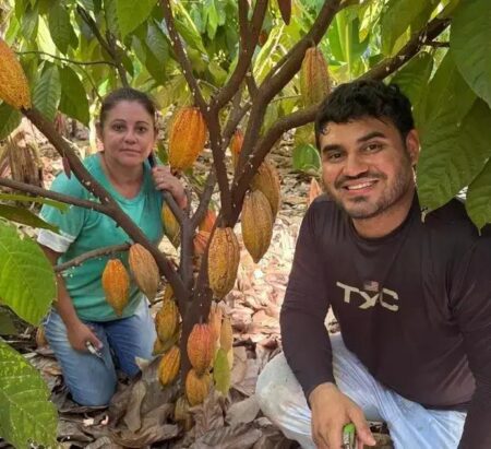 Potencial do Cacau Paulista Impulsiona Mercado e Sustentabilidade