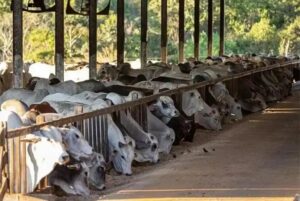 Projeções apontam crescimento no confinamento de gado no Brasil