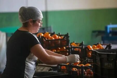 São Paulo lidera produção e exportação de caqui com crescimento de 30%