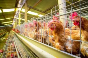 Suspeitas de gripe aviária investigadas em granjas no Brasil
