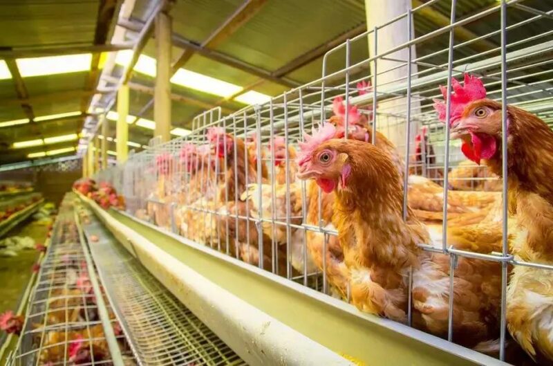 Suspeitas de gripe aviária investigadas em granjas no Brasil