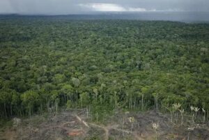 Aumento alarmante no desmatamento da Amazônia desperta preocupações