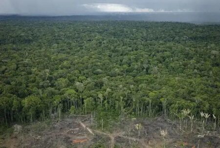 Aumento alarmante no desmatamento da Amazônia desperta preocupações