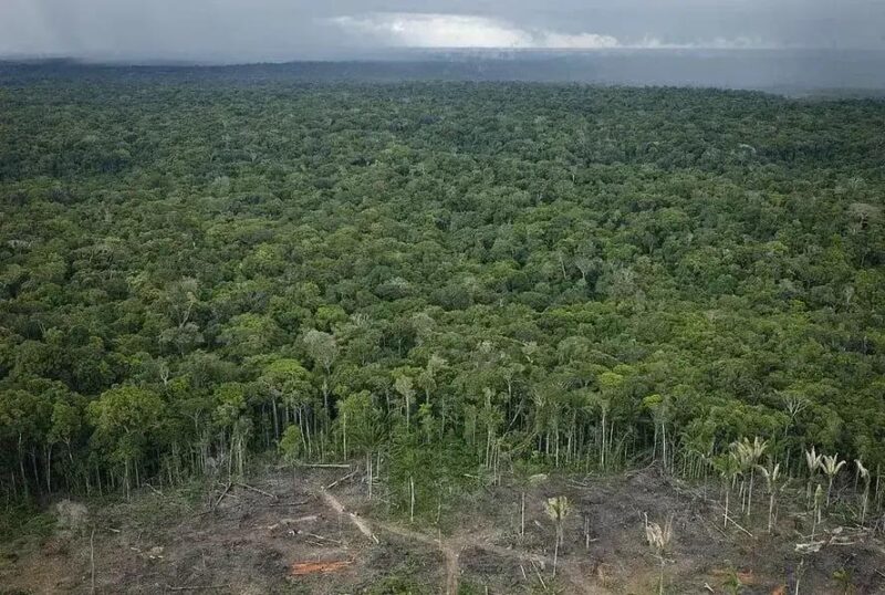 Aumento alarmante no desmatamento da Amazônia desperta preocupações