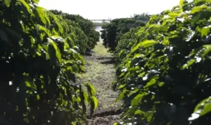Brasil transforma solo infértil em potência agrícola com inovação e tecnologia