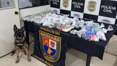 Cão policial encontra drogas ocultas em parede falsa de casa abandonada em SP