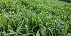 Capim como alternativa sustentável para energia renovável e agro sustentável