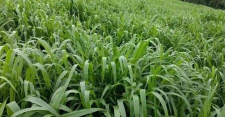Capim como alternativa sustentável para energia renovável e agro sustentável