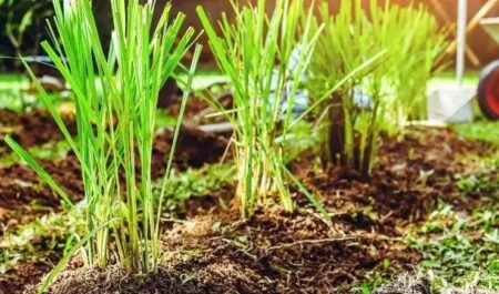 Citral: a solução natural para dor de cabeça e dores orofaciais