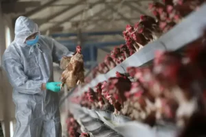 Gripe aviária: casos em investigação caem para 6 e nenhum é em granja comercial