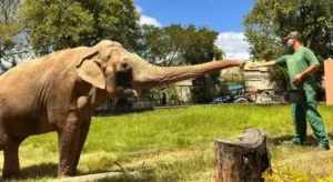 Artistas pedem transferência do elefante Sandro em SP