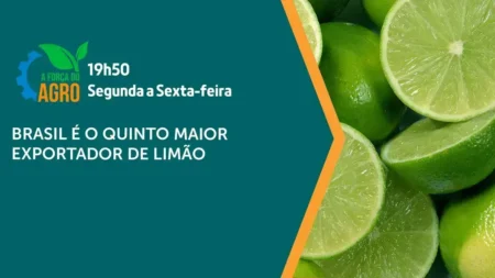 Brasil é o 5º maior exportador global de limão em 2025 Brasil é o 5º maior exportador global de limão em 2025