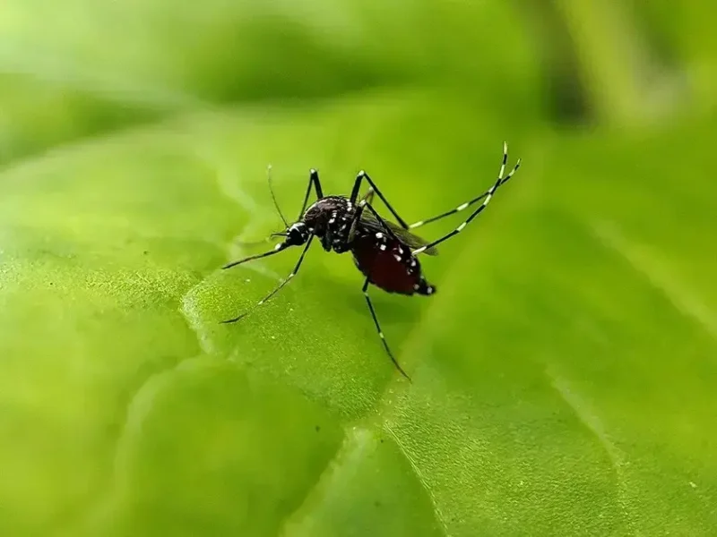 Dengue: Brasil registra 1,6 milhão de casos em 2025