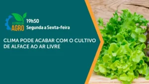 Mudanças climáticas ameaçam cultivo de alface no Brasil