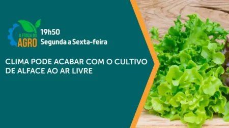 Mudanças climáticas ameaçam cultivo de alface no Brasil
