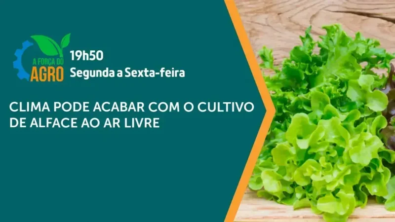 Mudanças climáticas ameaçam cultivo de alface no Brasil