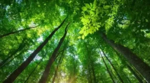 Por que o Brasil precisa derrubar os vetos do licenciamento ambiental