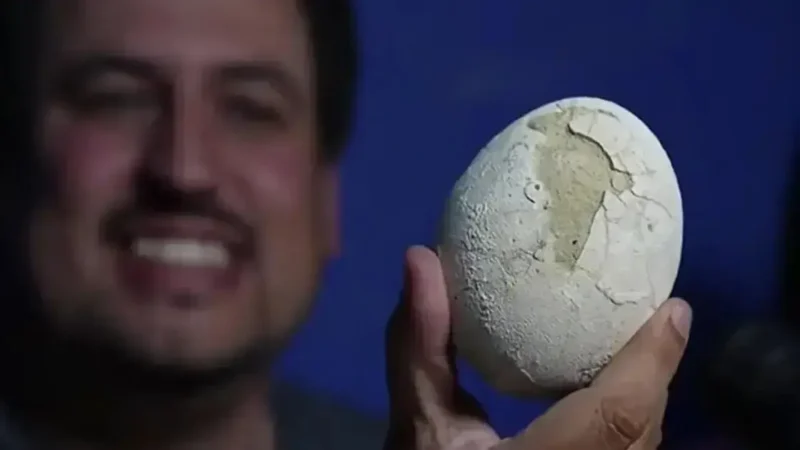 Descoberta inédita: ovo quase intacto de dinossauro na Patagônia