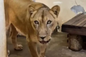 Zoológico de João Pessoa reabre após tragédia com jovem