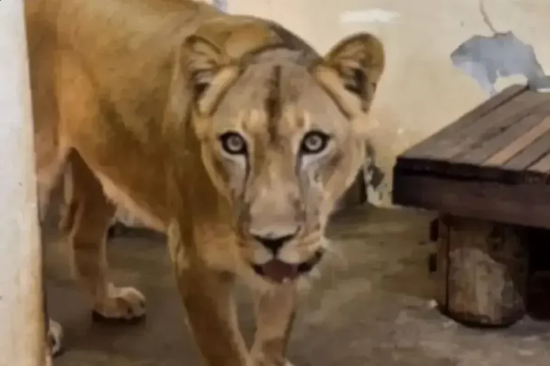 Zoológico de João Pessoa reabre após tragédia com jovem Zoológico de João Pessoa reabre após tragédia com jovem