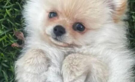 Filhote de cachorro é arrastado por tornado em São José dos Pinhais, Paraná Filhote de cachorro é arrastado por tornado em São José dos Pinhais, Paraná