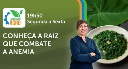 Taioba: benefícios para a saúde e usos na agricultura