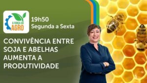 Como a convivência entre soja e abelhas pode aumentar a produtividade agrícola