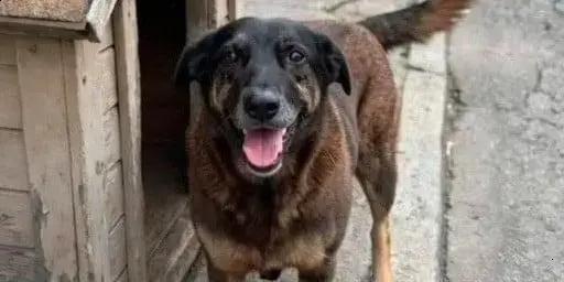 Manifestação na Avenida Paulista clama por Justiça pela morte do cão Orelha Manifestação na Avenida Paulista clama por Justiça pela morte do cão Orelha