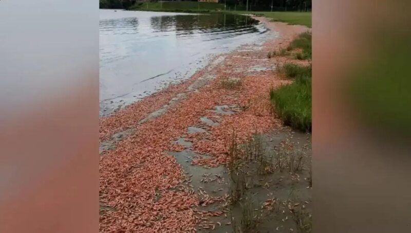 Prefeitura de Igaraçu do Tietê realiza limpeza após mortandade de camarões no Rio Tietê
