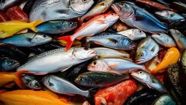 Brasil alcança 1 milhão de toneladas: marco da piscicultura nacional