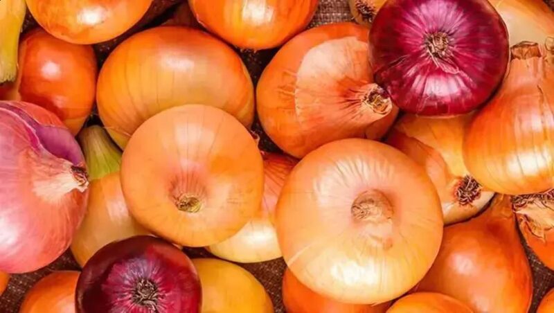 Crise da cebola em Santa Catarina: produtores recebem auxílio insuficiente