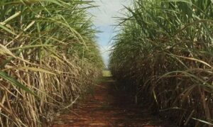 Safra de cana em Minas deve crescer 11,6% e animar o setor em 2026/27