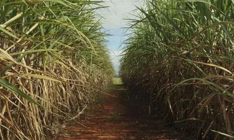 Safra de cana em Minas deve crescer 11,6% e animar o setor em 2026/27